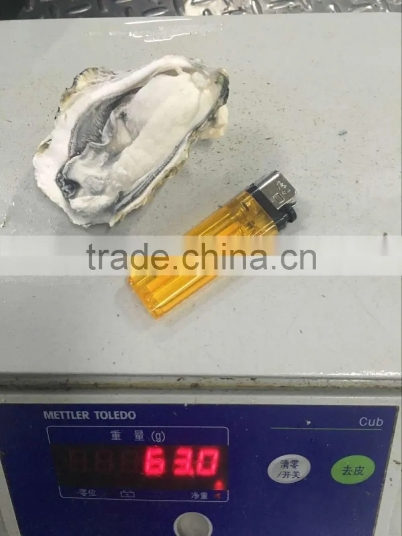 Frozen oyster half shell