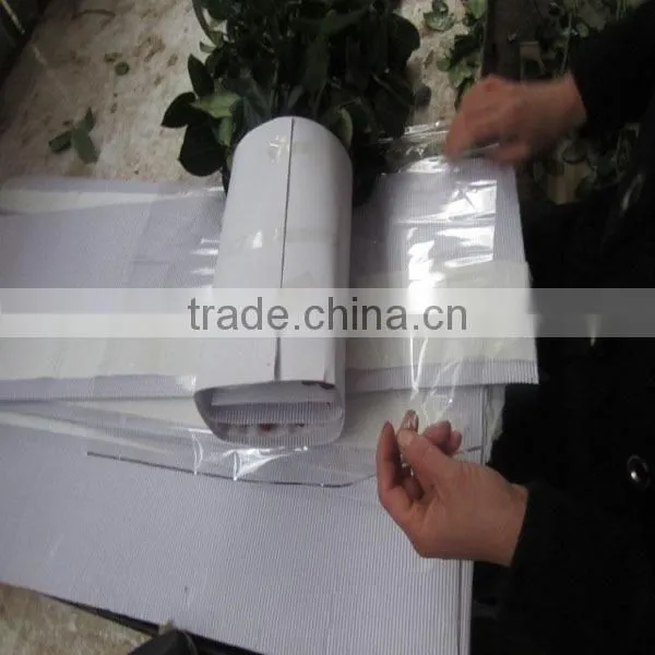 Supply fresh cut flower rose from flower base in Kingming