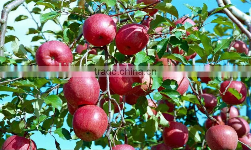 Chitosan organic fungicide and fertilizer
