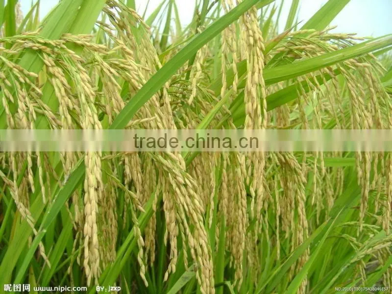 Land and mountain area mini rice harvesting machine