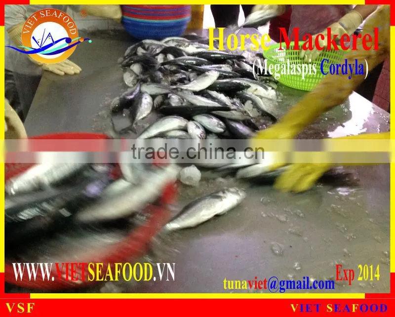 FRESH RAM MATERIALS W/R HORSE MACKEREL