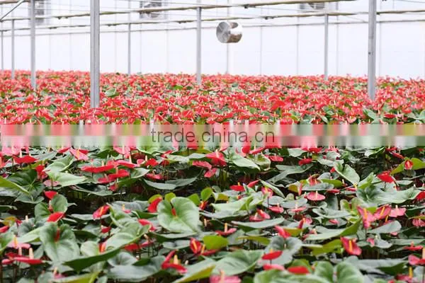 Hot Dipped Galvanized Film Green House