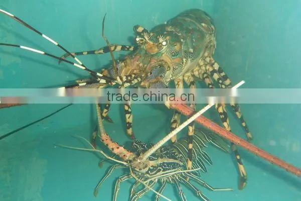 Live Flower Lobster (Panulirus Ornatus) and Mud Crab (Scylla Serrata), Live Tiger Prawn and other live Seafoods