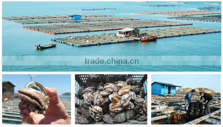 iqf frozen abalone factory