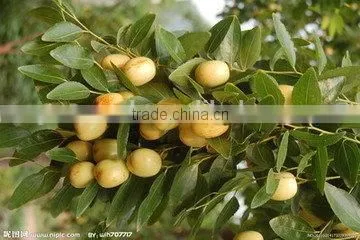 Very popular pitted dates machine