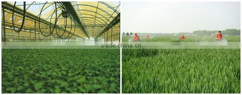 FAQ 3--How To Use Potassium Humate Fulvic Fertilizer To Solve The Problem Of Cucumber Wilt ?