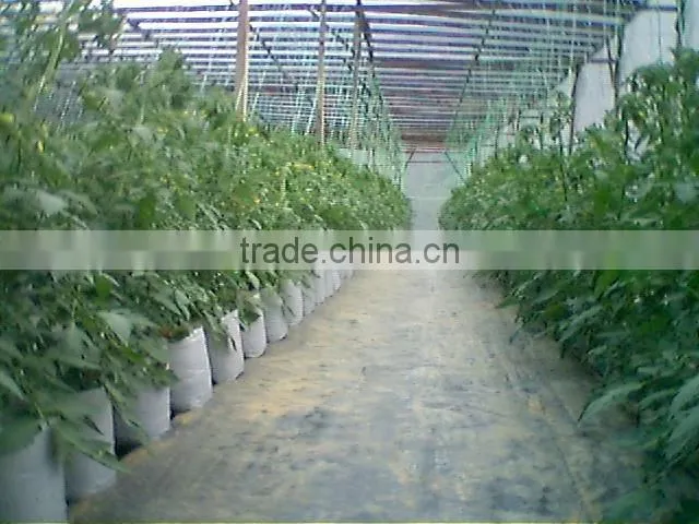 Venlo Garden Greenhouse for mushroom