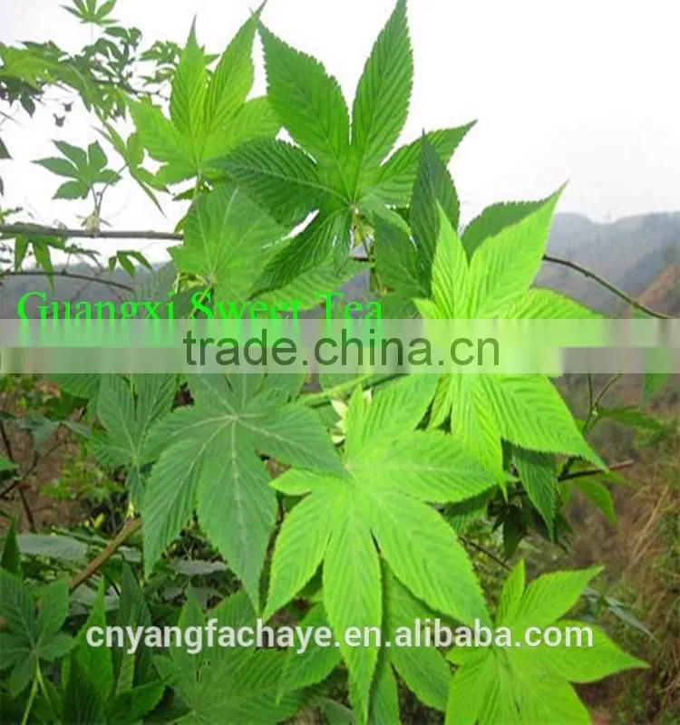 Health care Guilin China famous green tea