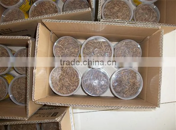 Yellow Worms Dried Mealworms Tenebrio Pet Food