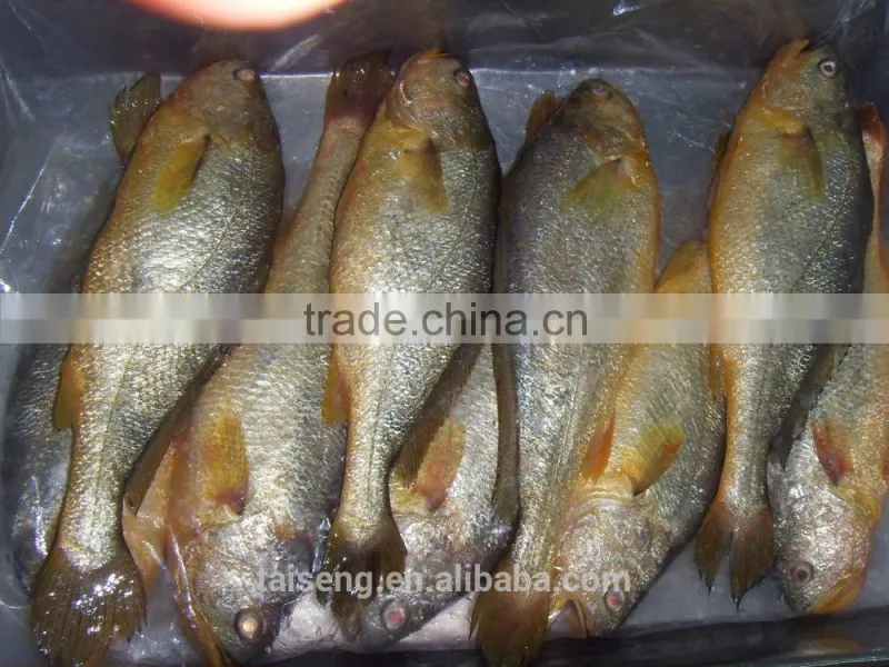 Yellow croaker frozen fish with competitive price
