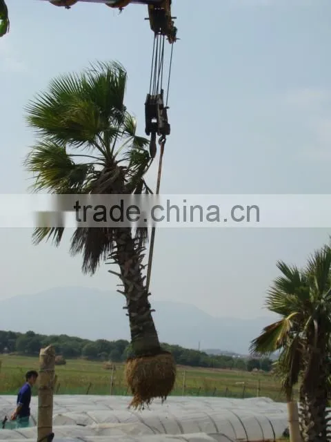 Washingtonia filiferaLinden.Wendland of outdoor ornamental decrotive landscaping palm trees plants