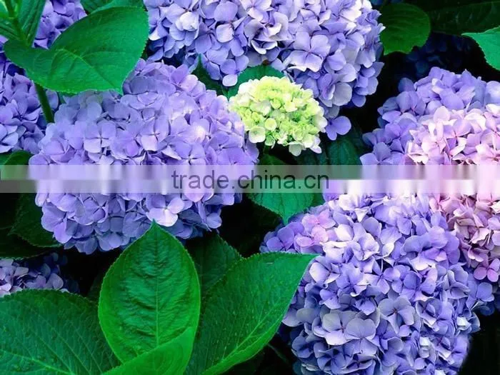 The shrub plant Hydrangea macrophylla seedling
