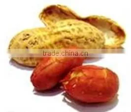 peanut roasting machine / Grean Tea leave roaster machine