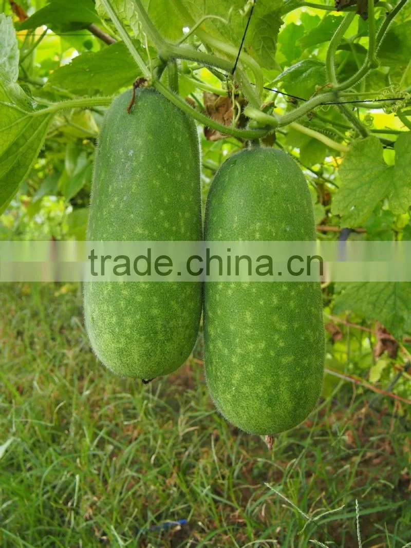 Hybrid melon seed zucchini seeds