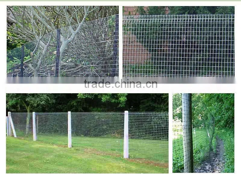 Hot dipped galvanized weld wire mesh fencing chicken coop rabbit cage welded wire netting