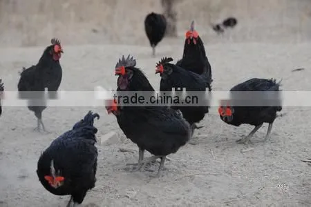 chicken eyes mirror for sale
