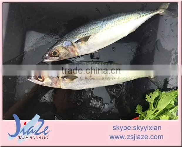 Hot sale Frozen Mackerel Whole Round Fish