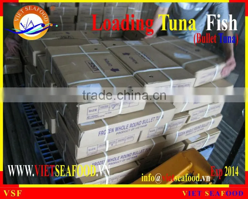 LOADING WHOLE ROUND BULLET TUNA