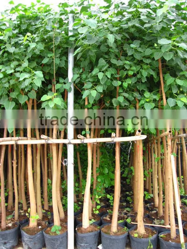 Ficus Religiosa packed for shipment