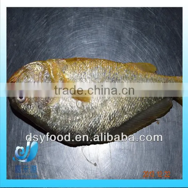 Frozen yellow croaker fish