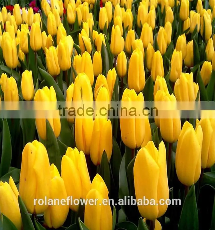 wholesale same quality as Nitherlands fresh cut flowers Tulip Flower