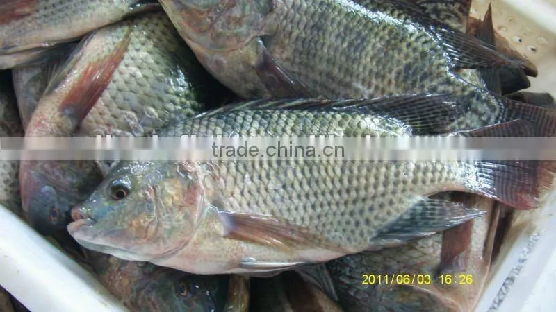 Low price China Export Frozen Whole Round Black Tilapia