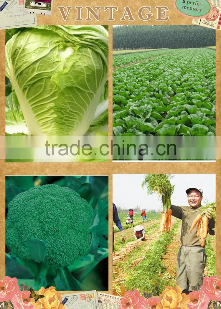 Neweek agricultural green and safe manual vegetable seed planter
