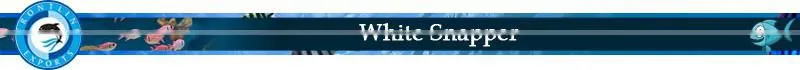 High Quaility Seafood Frozen White Snapper