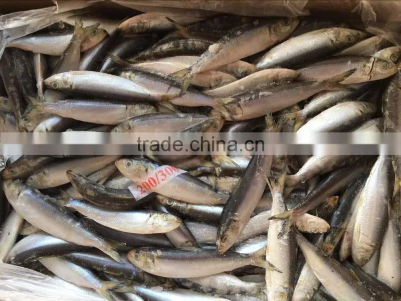 Frozen Sardine