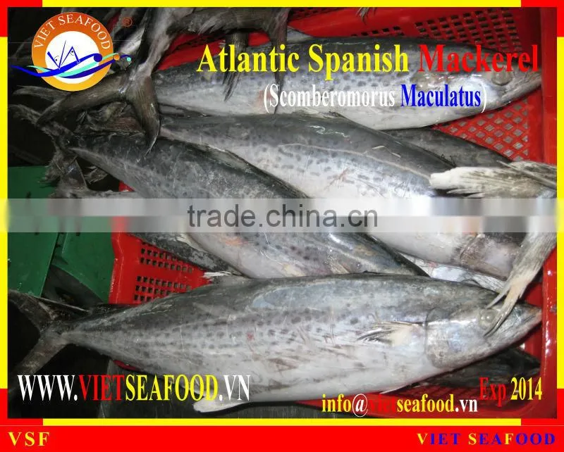 FROZEN ATLANTIC SPANISH MACKEREL WHOLE ROUND