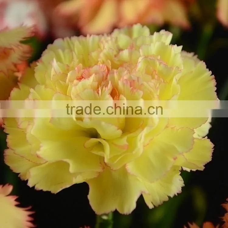 Fashionable Crazy Selling elegant cut carnation flowers