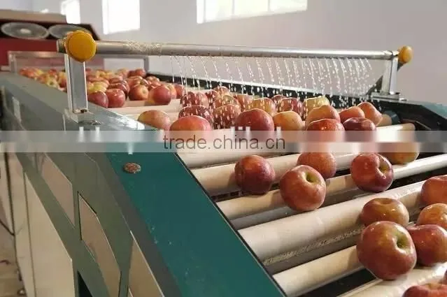 Sorter Type strawberry sorting machine