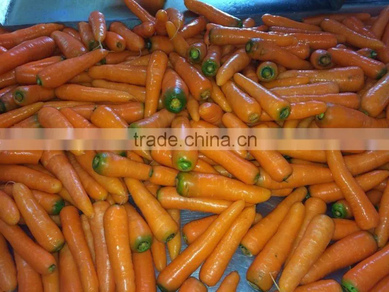 2016 chinese fresh carrot