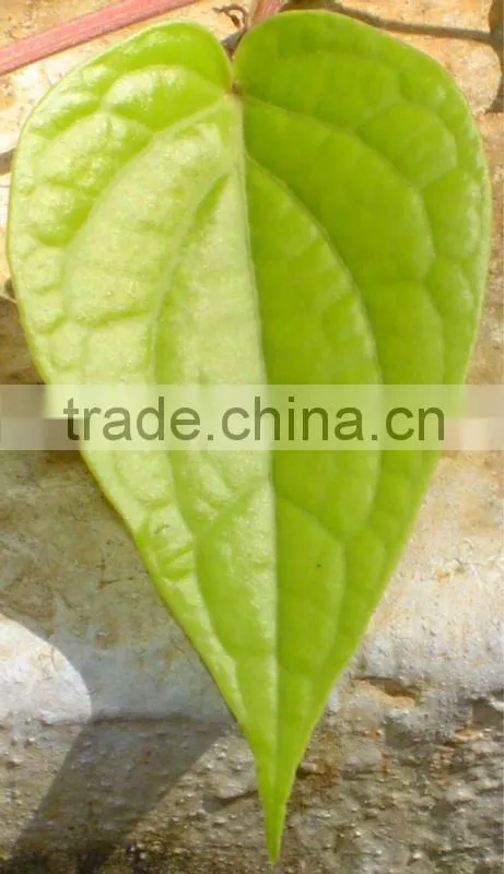 Betel Leaf Oil Natural