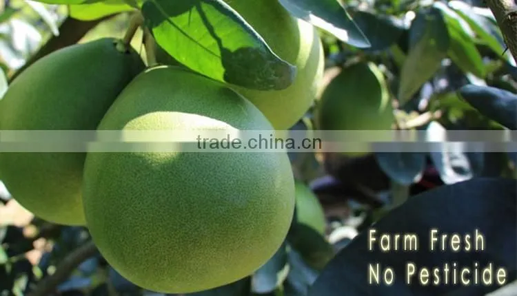 2015 Fresh GuanXi honey pomelo