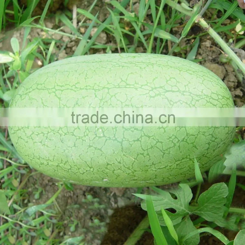 Hybrid f1 watermelon seeds-Beautiful exquisite