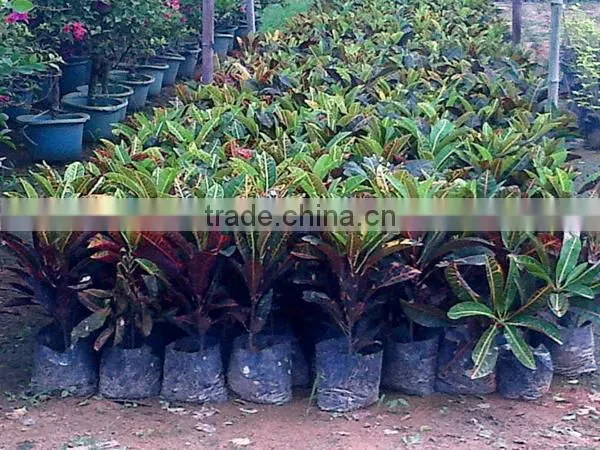 multi color leaves foliage Codiaeum variegatum of outdoor landscaping decorative ornamental plants