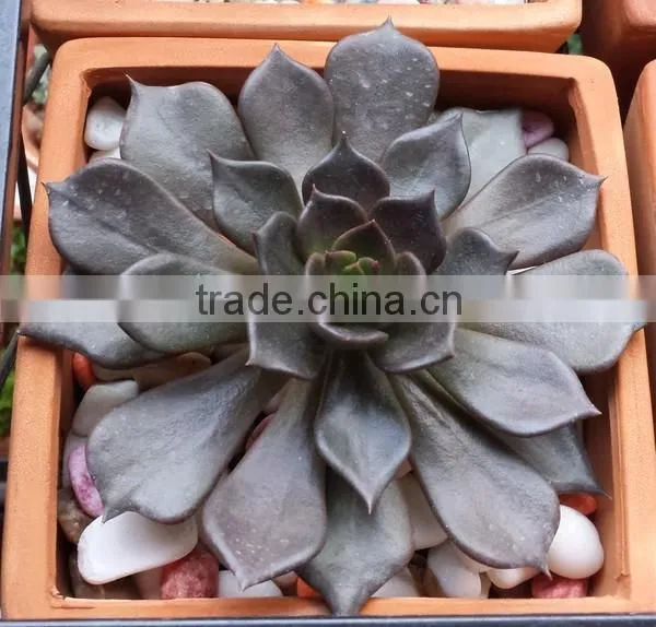 Echeveia 'Black Prince' of succulent plants