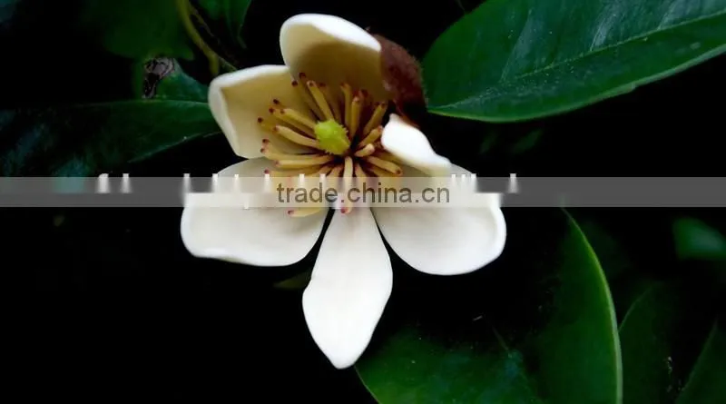 Michelia figo seedling
