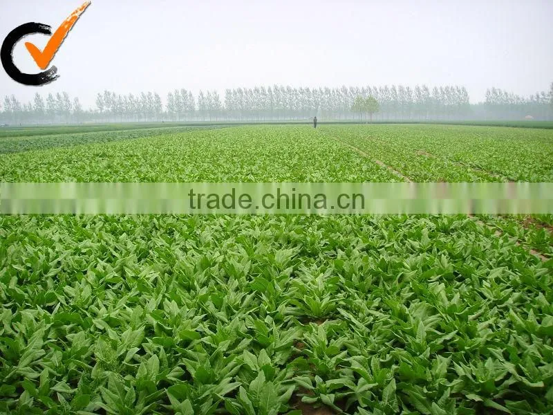 100% natural dried carrot granule from China