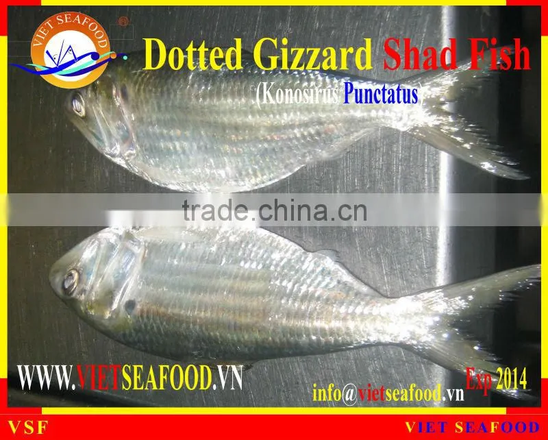 FROZEN W/R DOTTED GIZZARD SHAD FISH