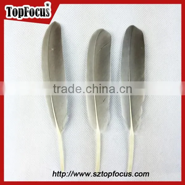 50pcs Home Decorative Dyed Natural grey dyed goose feathers sale