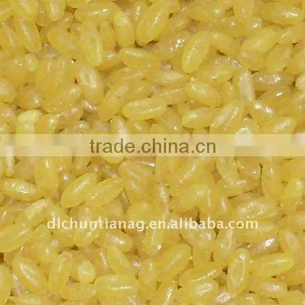 golden rice