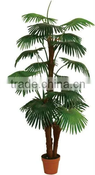 Special large fan palm tree