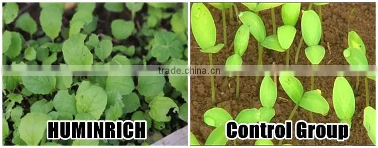 FAQ 19--Application Of Seaweed Extract Fertilizer On Vegetable
