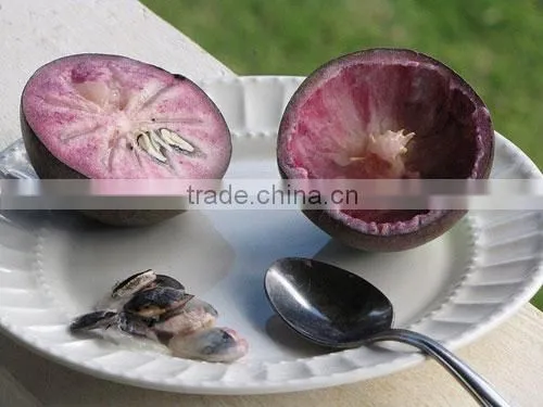 Viet Nam chrysophyllum cainino