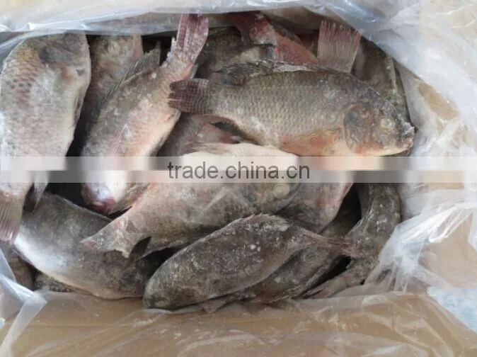 New coming frozen Tilapia Fish whole round