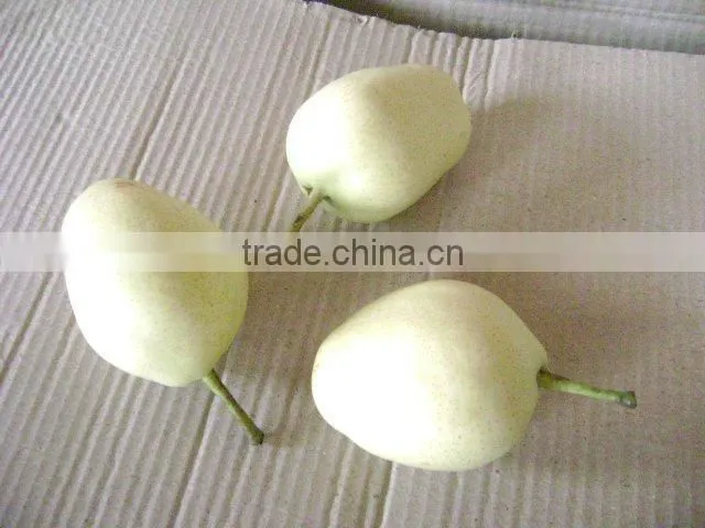 pear/fresh pear