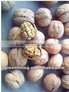 China walnuts in shell or kernel from xinjiang