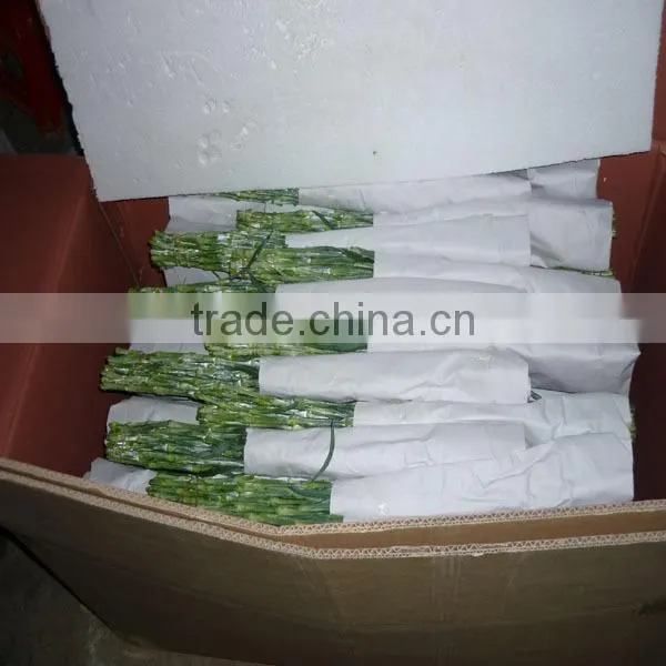 best quality fresh carnation flower with low price